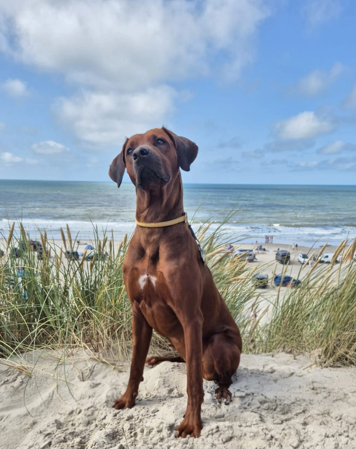 Rhodesian Ridgeback von Minabou-Massai - Hundezucht - Hund