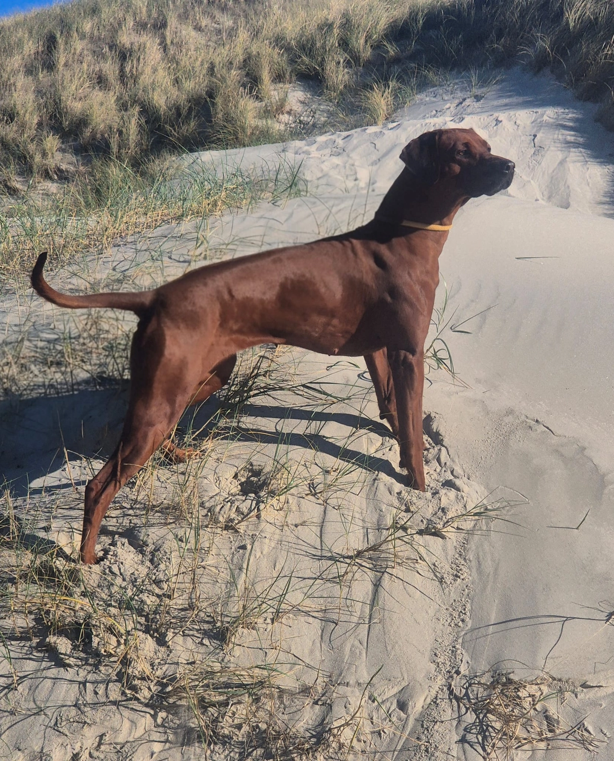 Rhodesian Ridgeback von Minabou-Massai - Hundezucht - Hund